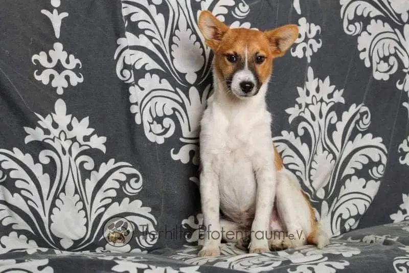 Dingo