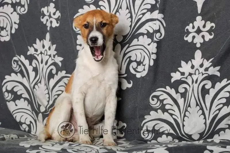Dingo