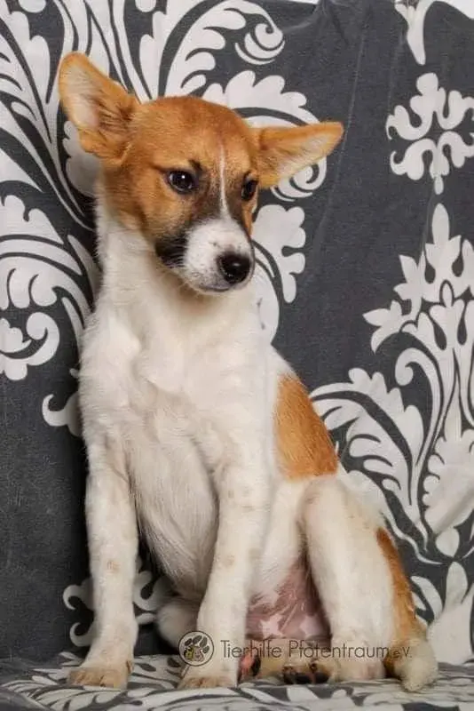 Dingo