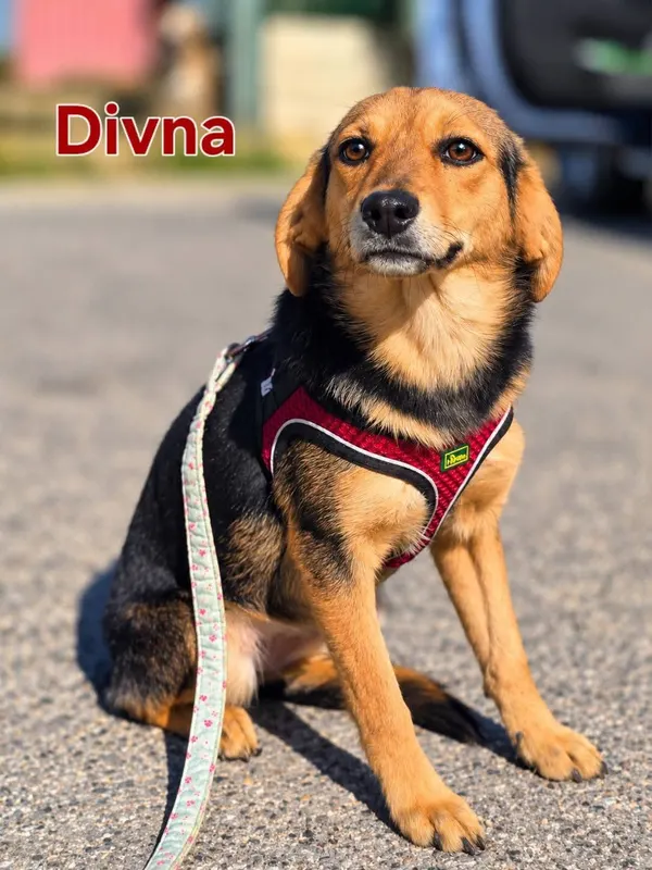 Foto von Divna