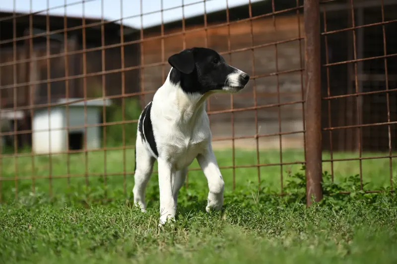 Domino