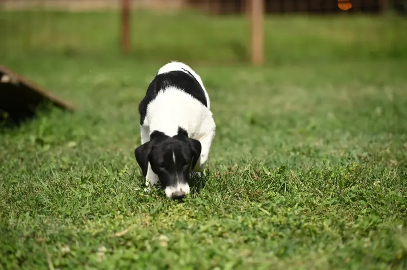 Domino