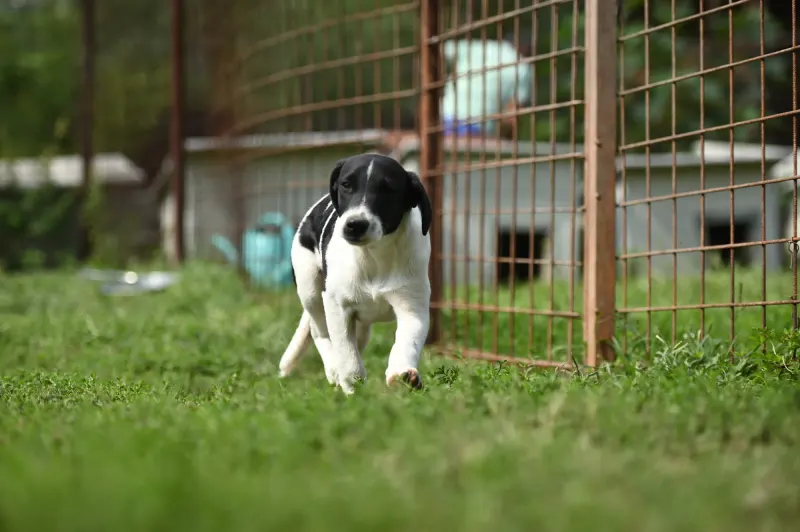 Domino