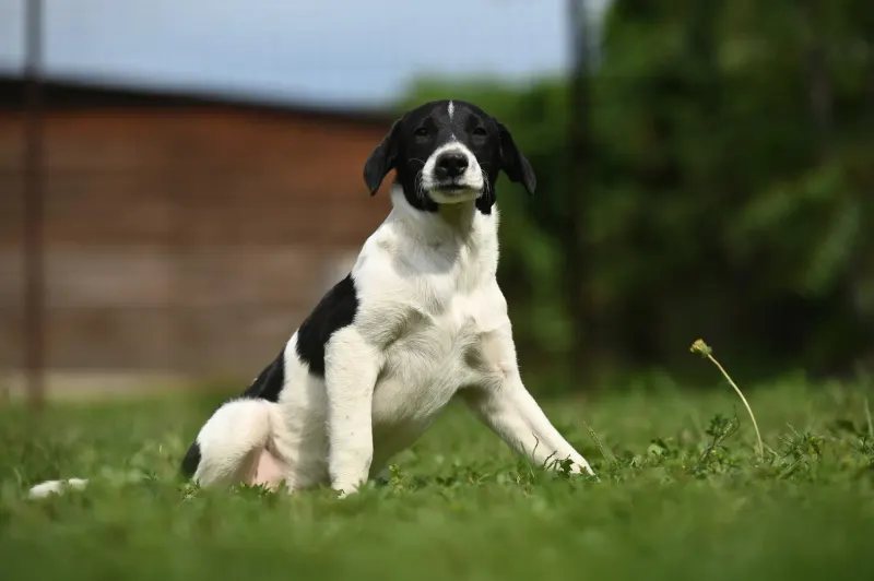 Domino