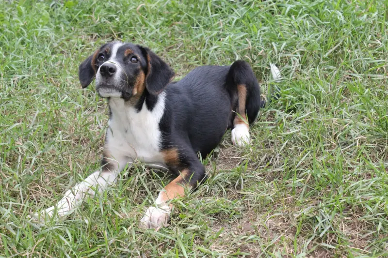 Dora