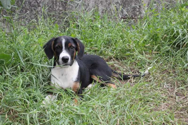 Dora
