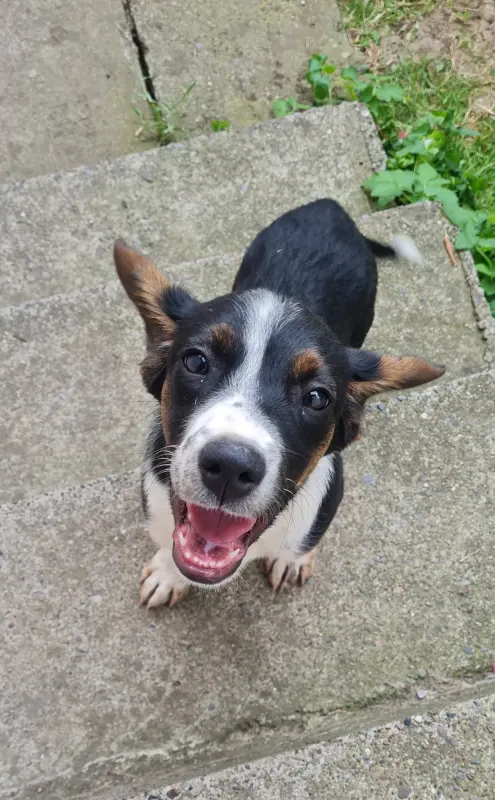 Dora