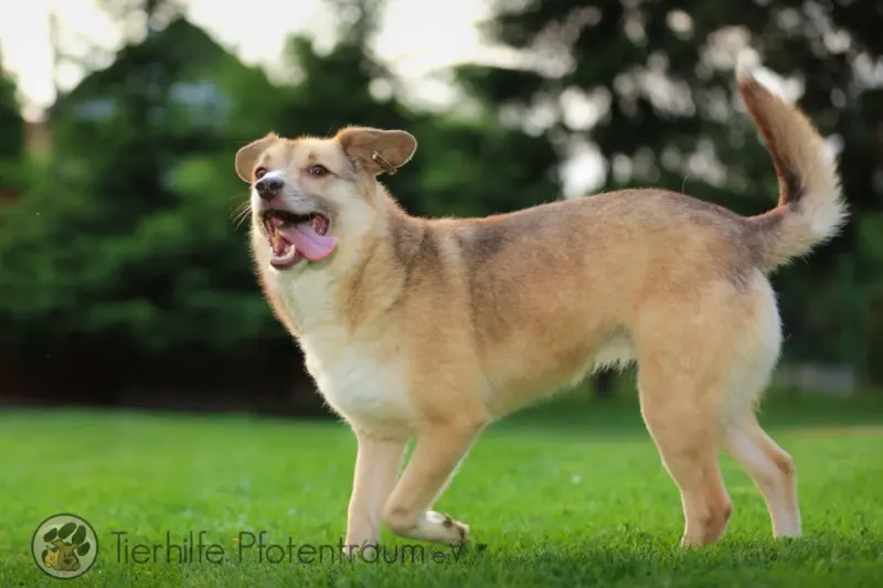 Dori