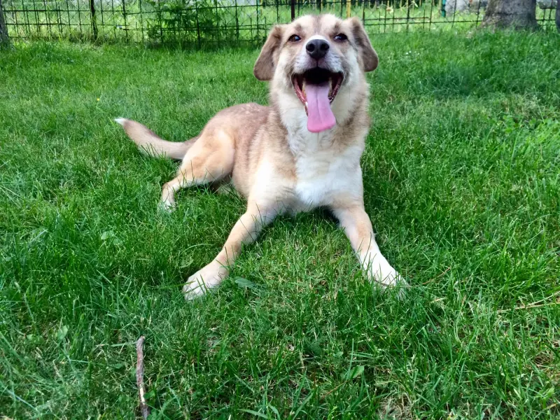 Dori