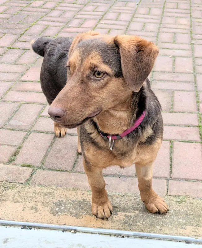Doris