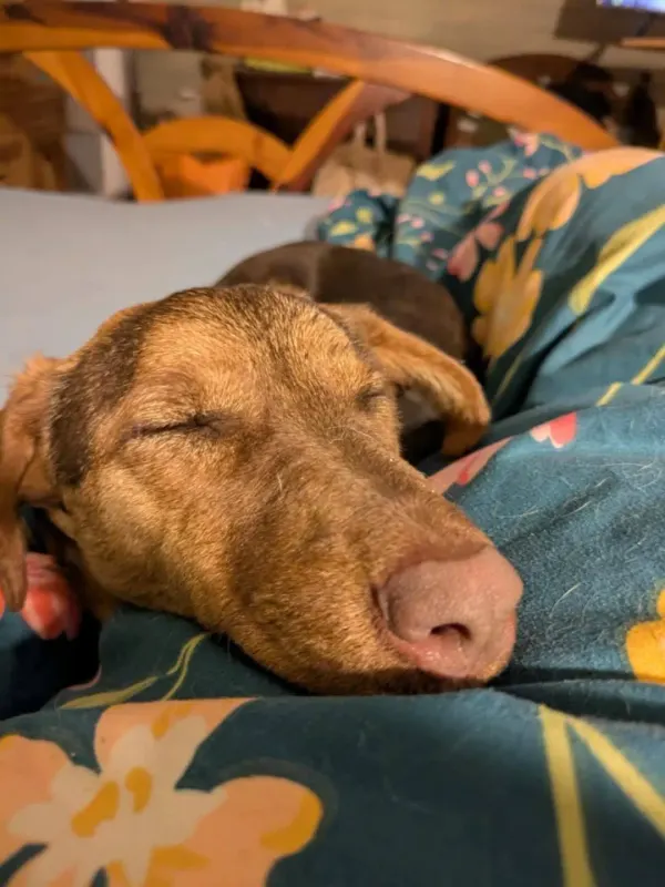 Doris
