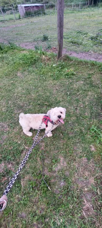 Duci