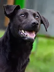 Dunko