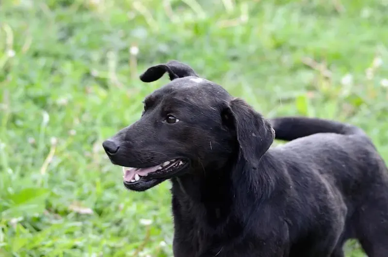 Dunko
