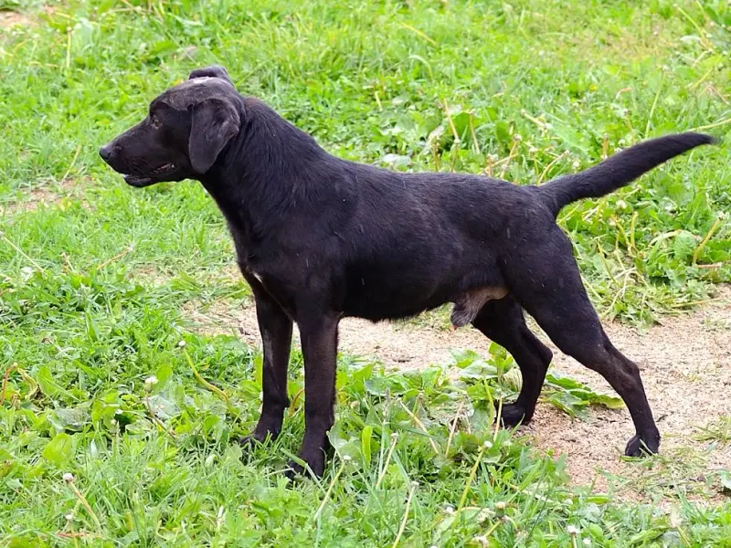 Dunko