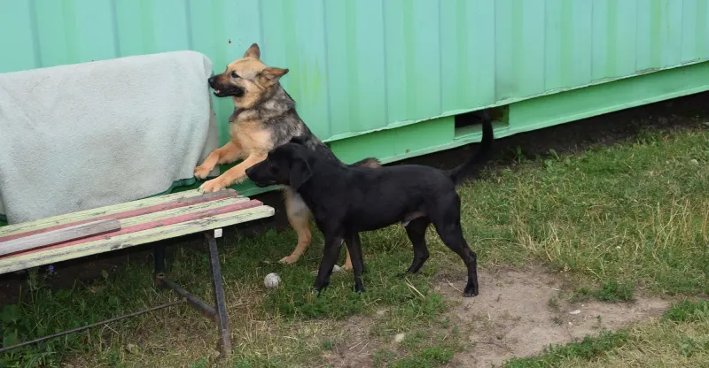 Dunko