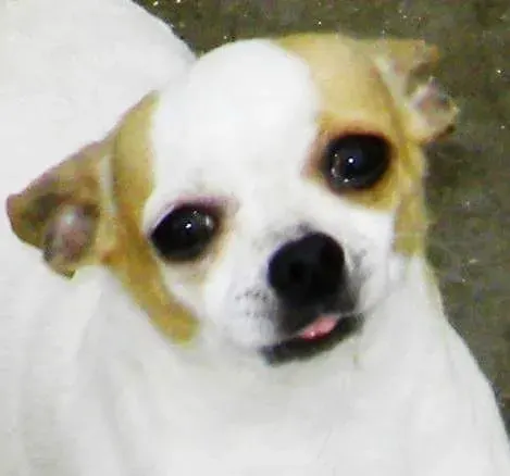 Eli