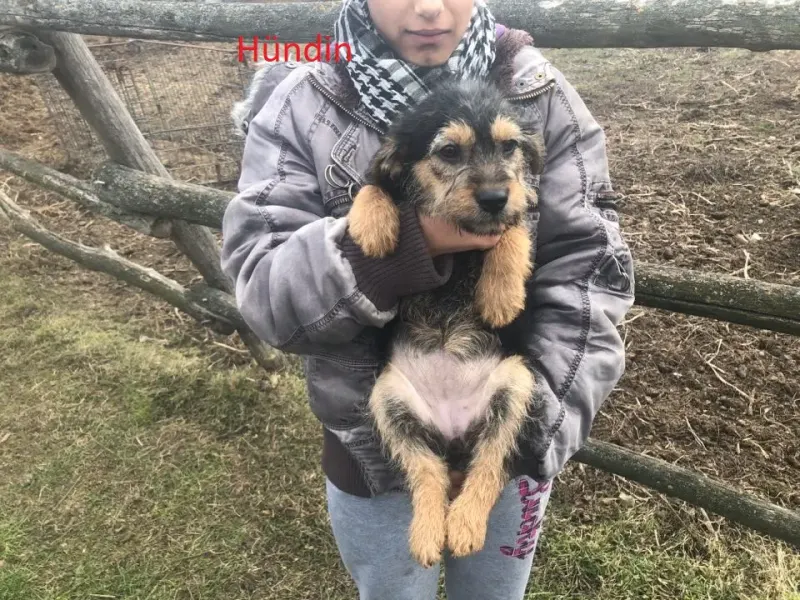 Elisa