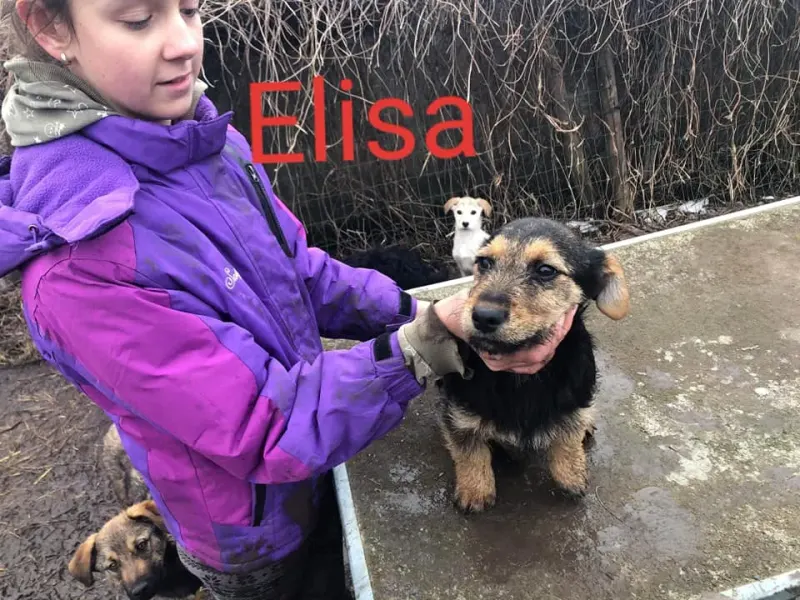 Elisa