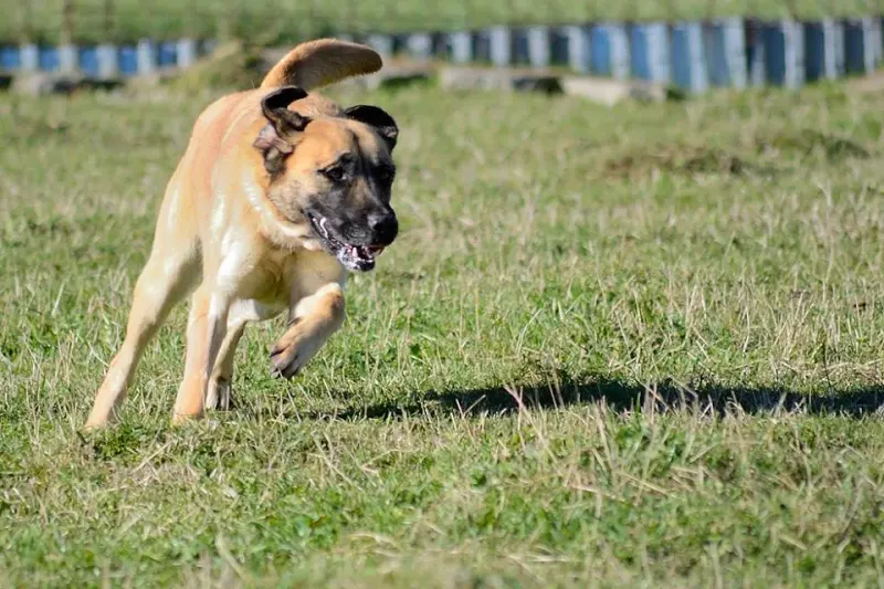 Ella