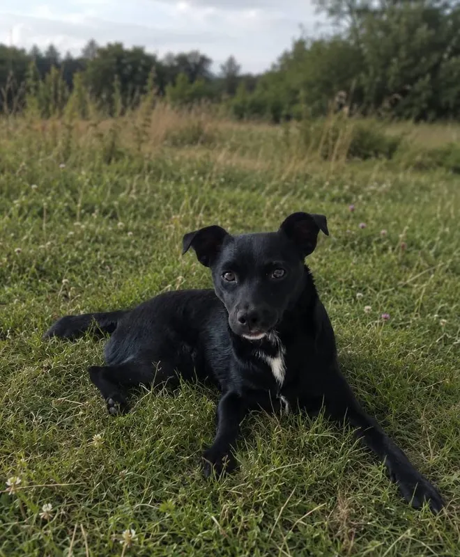 Elli