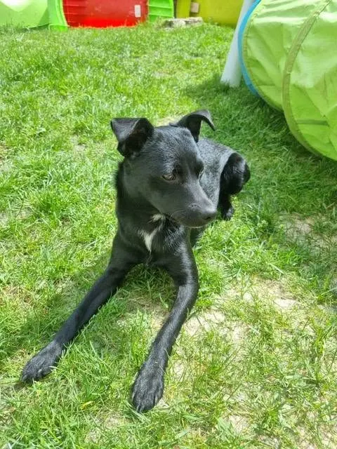 Elli