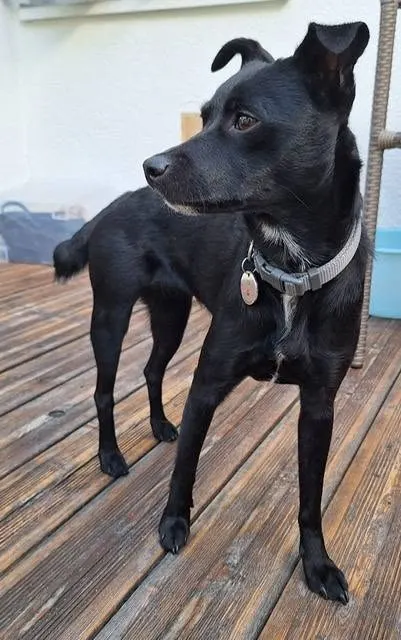 Elli