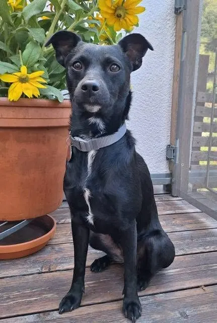 Elli
