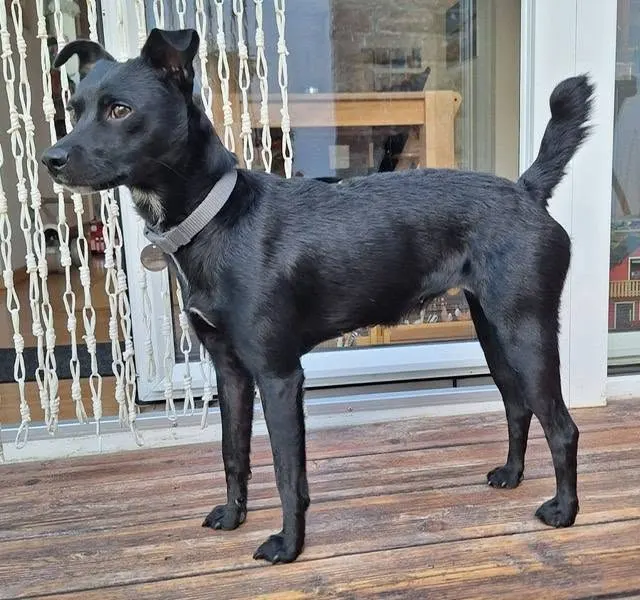 Elli