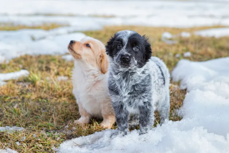 Elsa