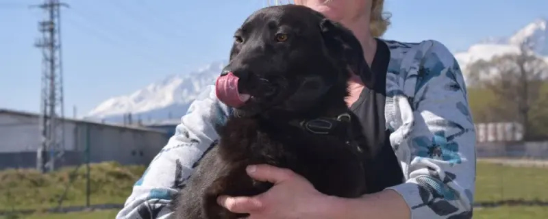 Elsa