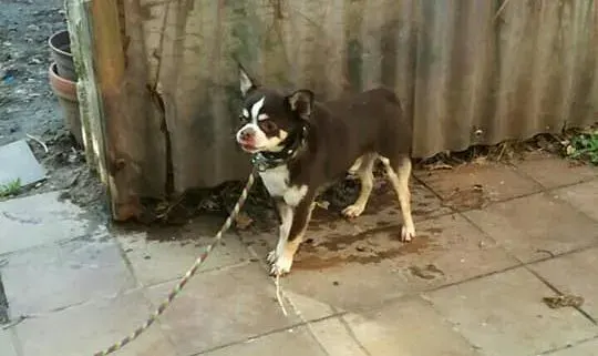 Elvis
