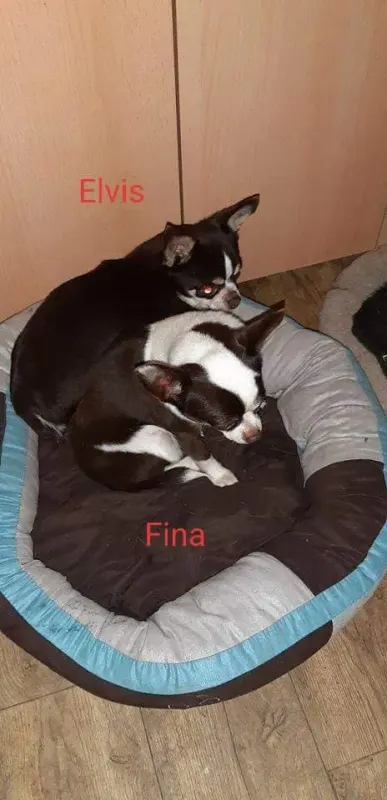 Elvis