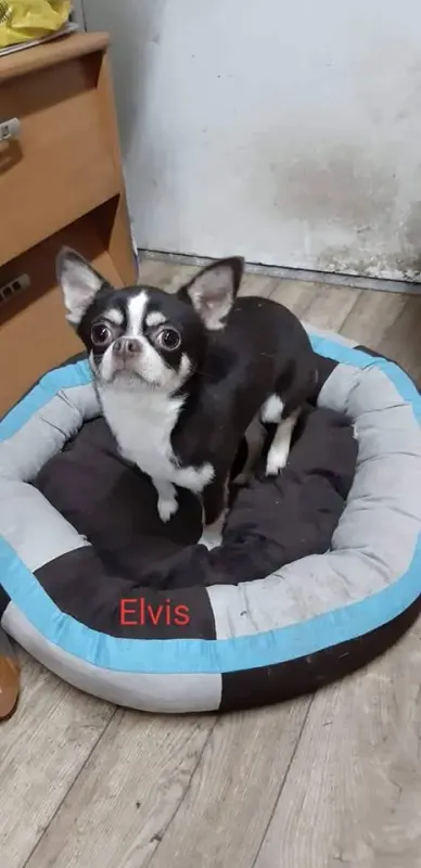 Elvis