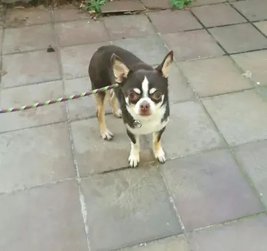 Elvis