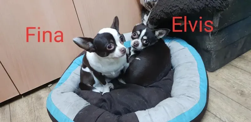 Elvis