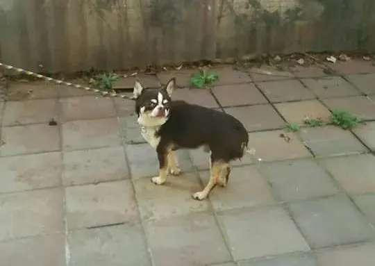 Elvis