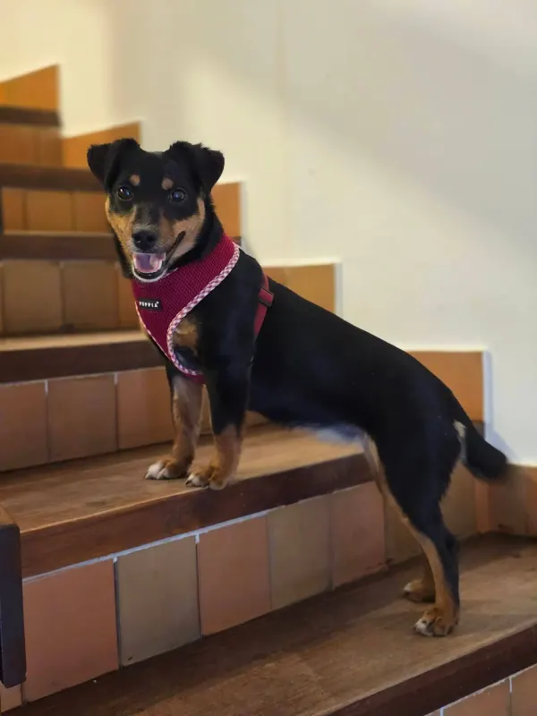 Emmi
