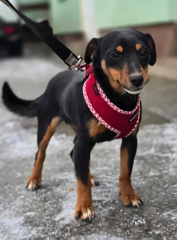 Emmi