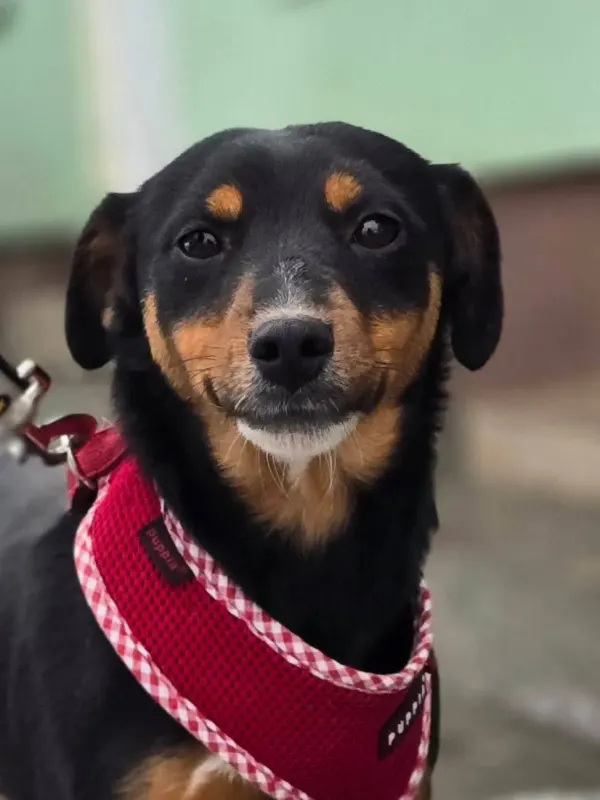 Emmi