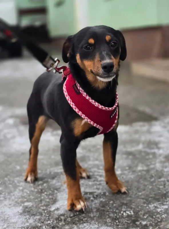 Emmi