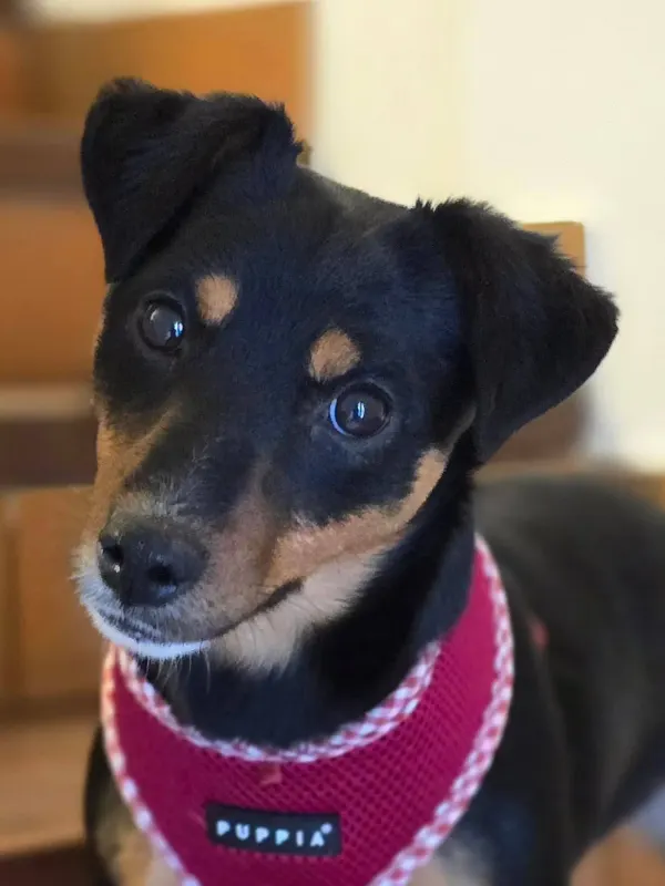 Emmi
