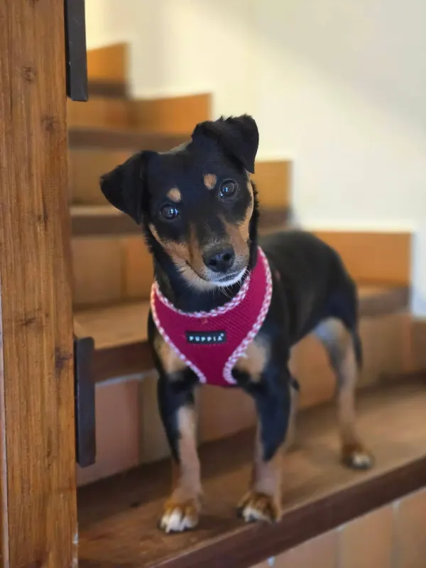 Emmi