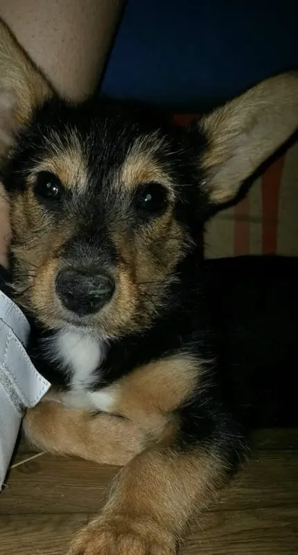 Evicka