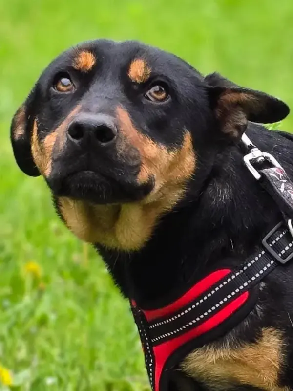 Fay
