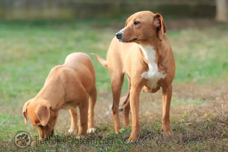 Fee