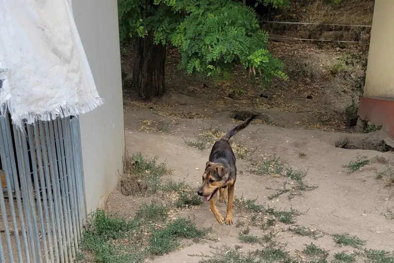 Felix