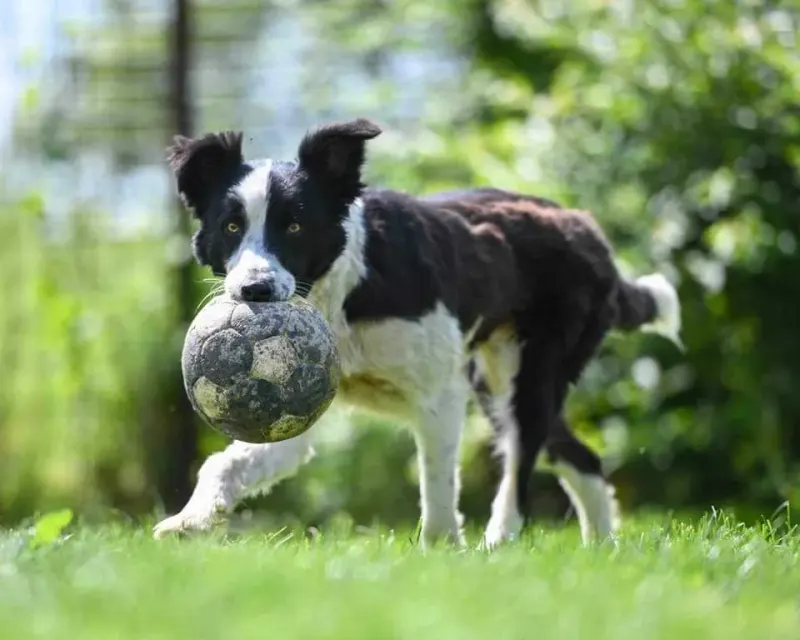 Fido