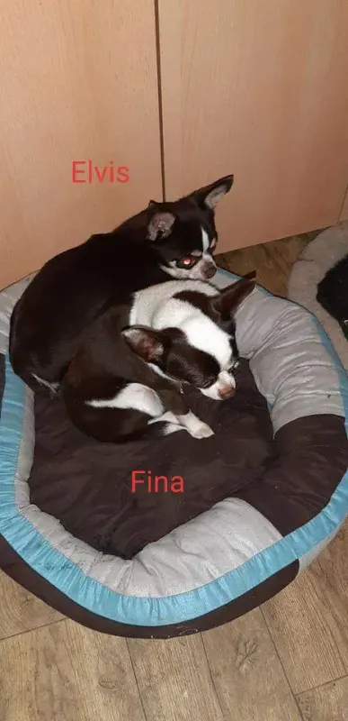 Fina