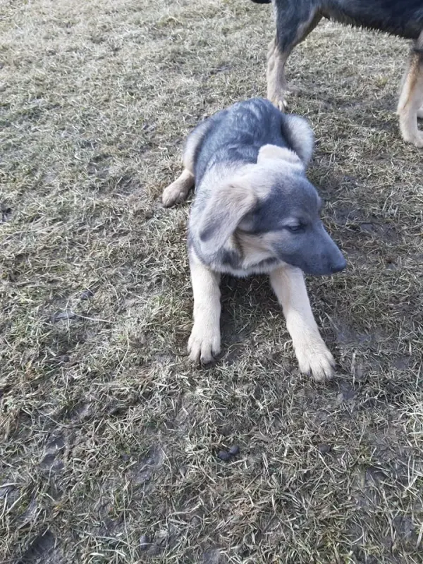 Fiona